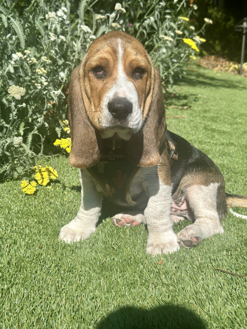 Albert