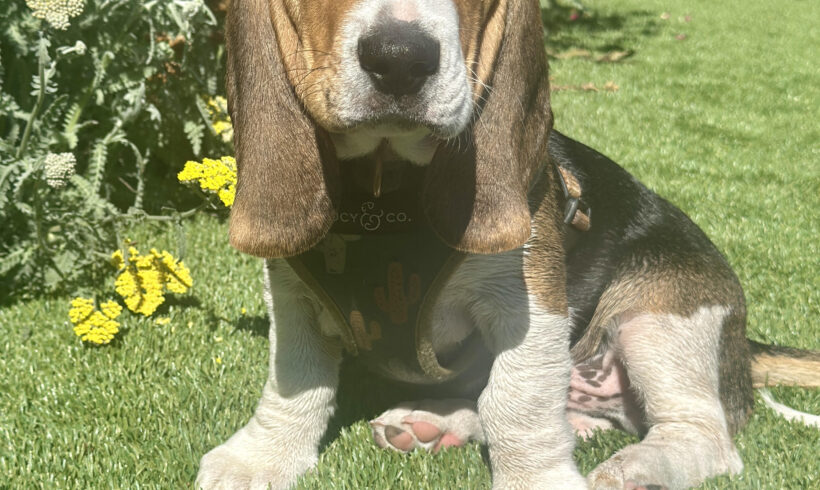Albert