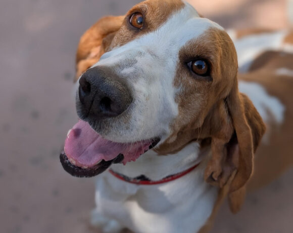 Dudley