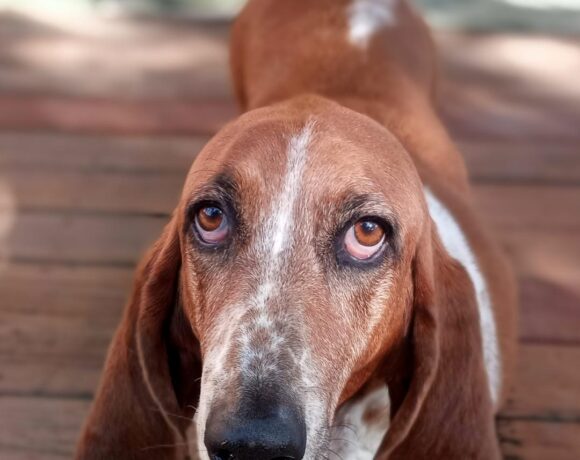 Lola