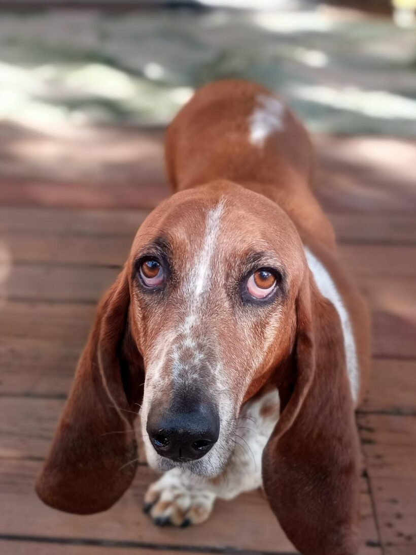 Lola