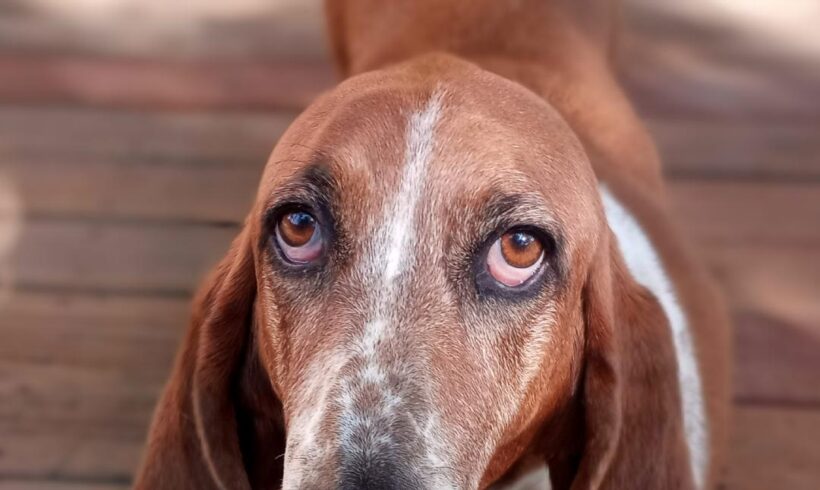 Lola