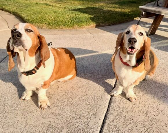 Ladybird and Copper
