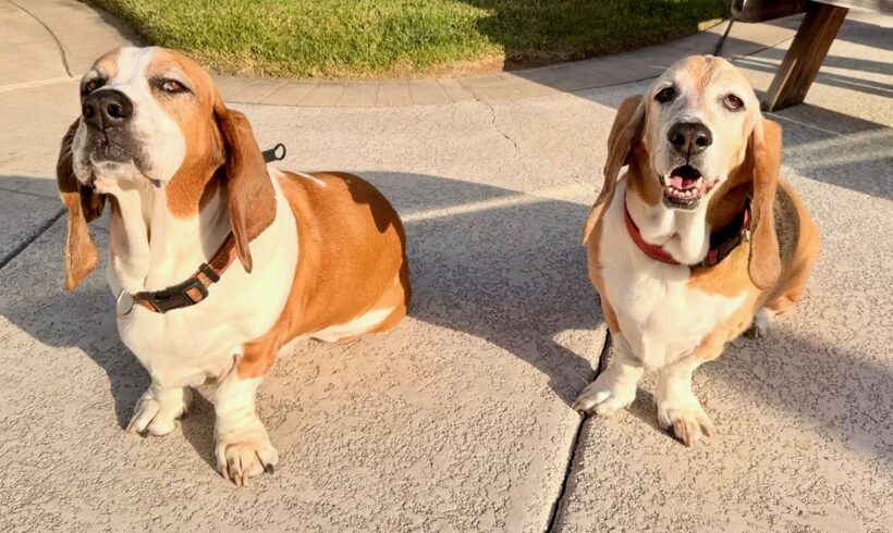 Ladybird and Copper