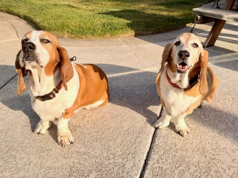 Ladybird and Copper