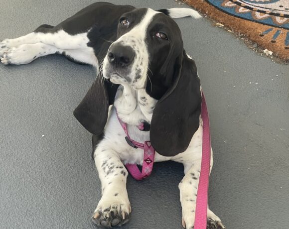 Ellie Mae