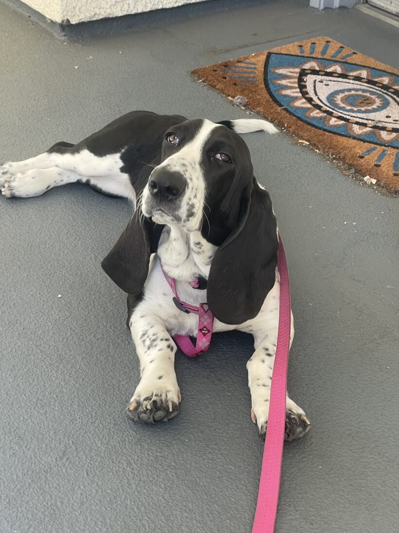 Ellie Mae