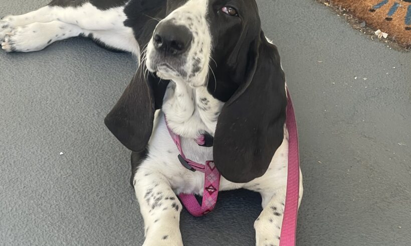 Ellie Mae