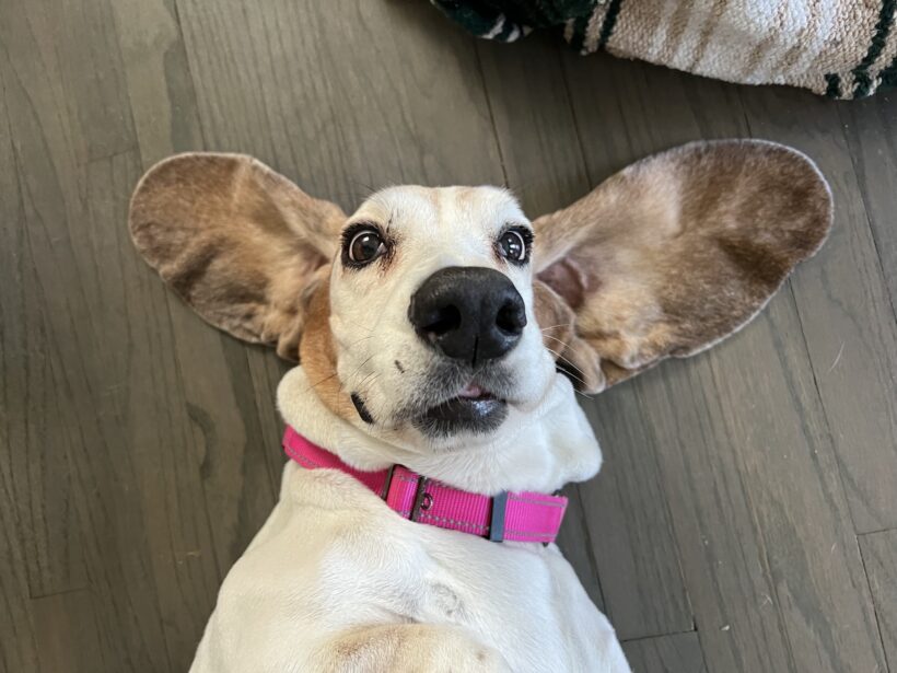 Nala