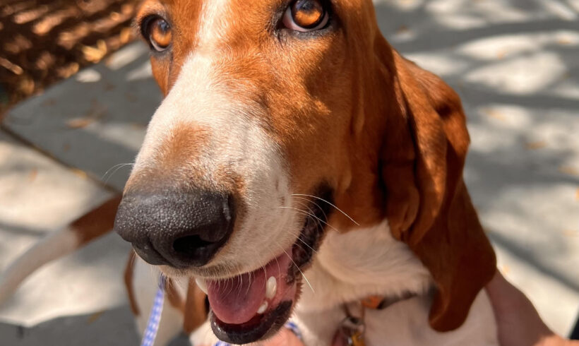 Nova