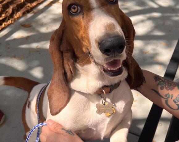 Nova
