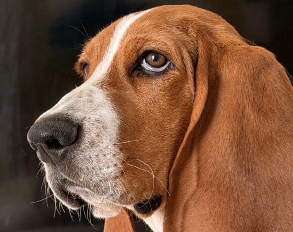 Moose